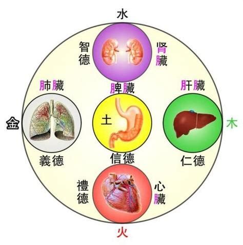 中醫裡面，土是屬於哪一個人的臟腑|第13講 臟象學說概述 五臟：心的生理功能